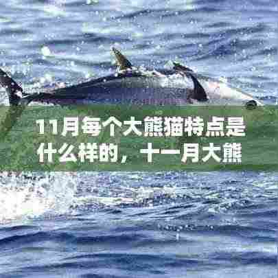 十一月大熊猫的独特魅力,风采各异的每月之星与特点解析