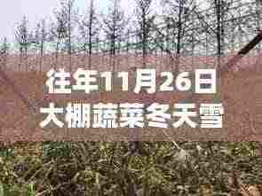 冬日大棚探秘,雪中蔬菜的奇迹与内心宁静之旅