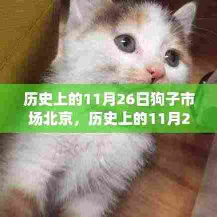 老北京狗子市场探秘,历史与文化的交融体验之旅
