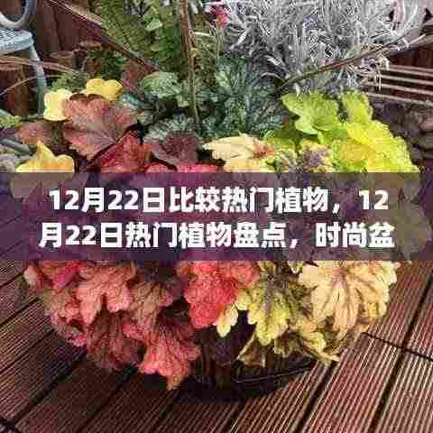 12月22日热门植物大盘点,时尚盆栽与节日花卉选购指南