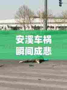 安溪车祸瞬间成悲剧,社会警醒呼唤安全出行