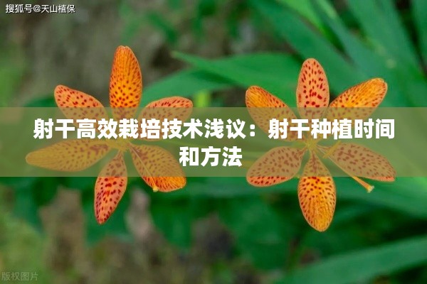 射干高效栽培技术浅议:射干种植时间和方法