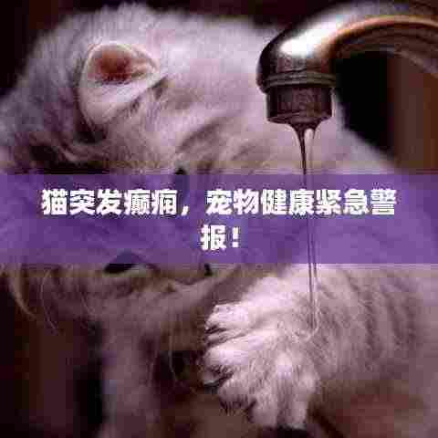 猫突发癫痫,宠物健康紧急警报!