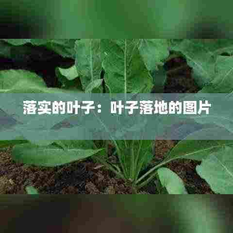 落实的叶子:叶子落地的图片