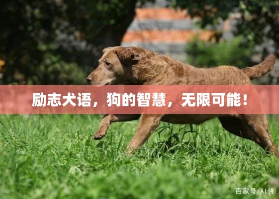 励志犬语，狗的智慧，无限可能！