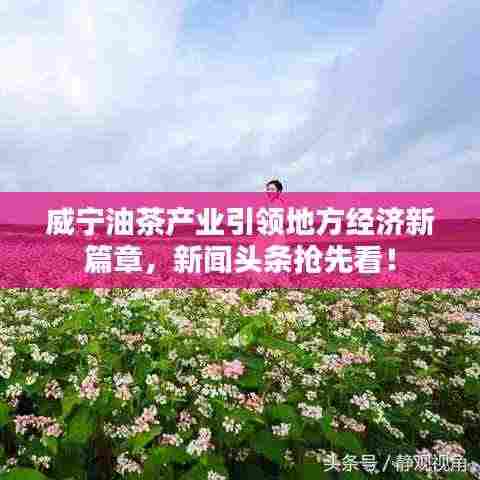 威宁油茶产业引领地方经济新篇章,新闻头条抢先看!