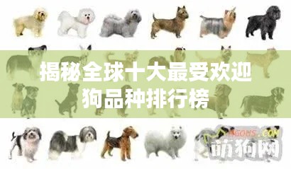 揭秘全球十大最受欢迎狗品种排行榜