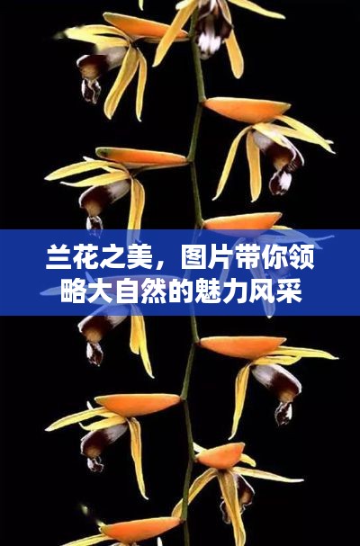 兰花之美,图片带你领略大自然的魅力风采